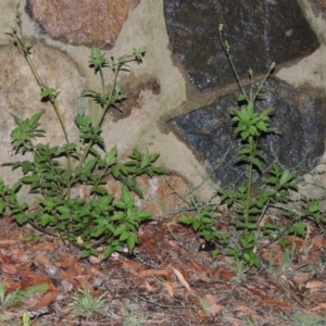 Bidens pilosa at Bonython, ACT - 24 Jan 2016 08:29 PM