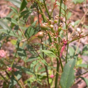 Nandina domestica at Hackett, ACT - 26 Jan 2016