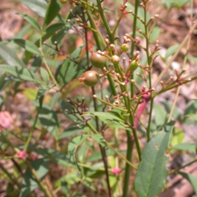 Nandina domestica (Sacred Bamboo) at Hackett, ACT - 26 Jan 2016 by waltraud