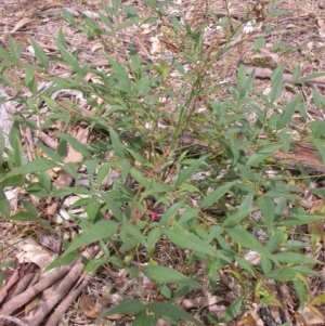 Nandina domestica at Hackett, ACT - 26 Jan 2016