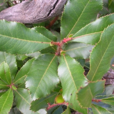 Photinia serratifolia (Chinese Photinia) at Hackett, ACT - 25 Jan 2016 by waltraud