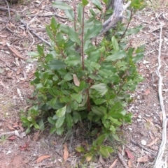 Photinia serratifolia at Hackett, ACT - 26 Jan 2016