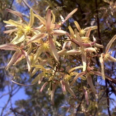 Clematis leptophylla (Small-leaf Clematis, Old Man's Beard) at O'Malley, ACT - 21 Sep 2010 by Mike