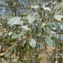 Eucalyptus camphora subsp. humeana (Mountain Swamp Gum) at Waramanga, ACT - 28 Jan 2016 by MichaelMulvaney