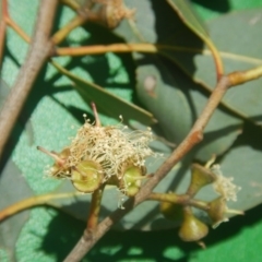 Eucalyptus camphora subsp. humeana at Waramanga, ACT - 28 Jan 2016