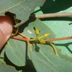 Eucalyptus camphora subsp. humeana at Waramanga, ACT - 28 Jan 2016