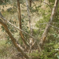 Eucalyptus camphora subsp. humeana at Waramanga, ACT - 28 Jan 2016