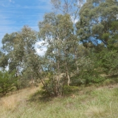 Eucalyptus camphora subsp. humeana at Waramanga, ACT - 28 Jan 2016