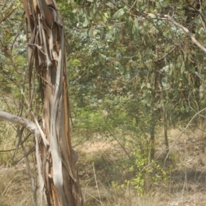 Eucalyptus camphora subsp. humeana at Waramanga, ACT - 28 Jan 2016