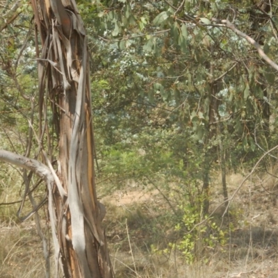 Eucalyptus camphora subsp. humeana (Mountain Swamp Gum) at Waramanga, ACT - 28 Jan 2016 by MichaelMulvaney
