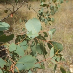 Eucalyptus camphora subsp. humeana at Waramanga, ACT - 28 Jan 2016