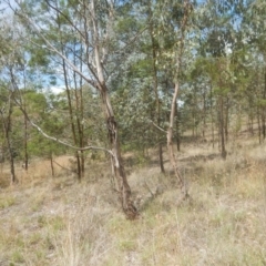 Eucalyptus camphora subsp. humeana at Waramanga, ACT - 28 Jan 2016
