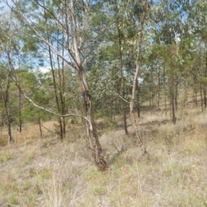 Eucalyptus camphora subsp. humeana at Waramanga, ACT - 28 Jan 2016
