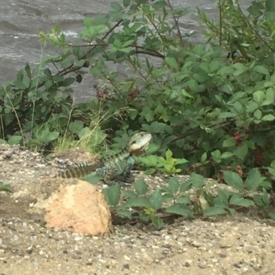 Intellagama lesueurii howittii (Gippsland Water Dragon) at Bumbalong, NSW - 29 Jan 2016 by jackfrench