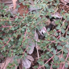 Euphorbia dallachyana (Mat Spurge, Caustic Weed) at Mount Majura - 27 Jan 2016 by waltraud