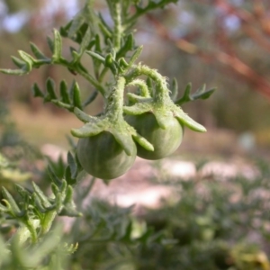 Solanum triflorum at Watson, ACT - 28 Jan 2016