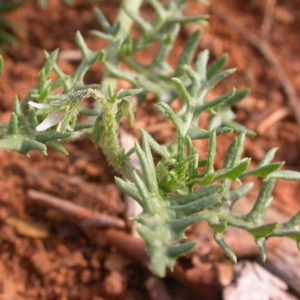 Solanum triflorum at Watson, ACT - 28 Jan 2016