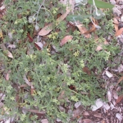 Solanum triflorum at Watson, ACT - 28 Jan 2016