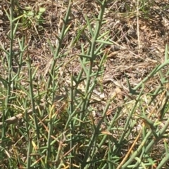 Discaria pubescens (Australian Anchor Plant) at Namadgi National Park - 29 Jan 2016 by jackfrench