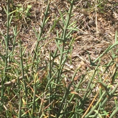 Discaria pubescens (Australian Anchor Plant) at Rendezvous Creek, ACT - 29 Jan 2016 by jackfrench