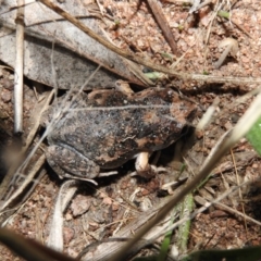 Uperoleia laevigata (Smooth Toadlet) at Wanniassa Hill - 27 Jan 2016 by RyuCallaway