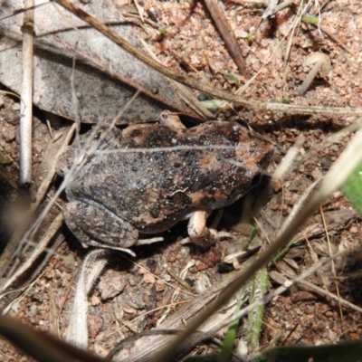 Uperoleia laevigata (Smooth Toadlet) at Wanniassa Hill - 27 Jan 2016 by ArcherCallaway