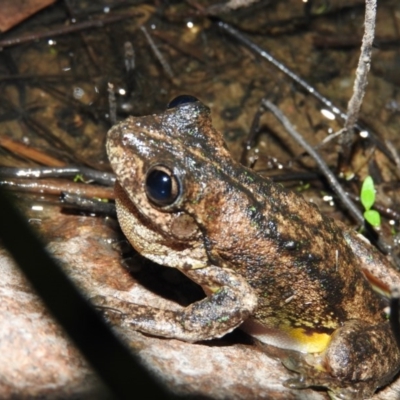 Litoria peronii (Peron's Tree Frog, Emerald Spotted Tree Frog) at Wanniassa Hill - 27 Jan 2016 by RyuCallaway