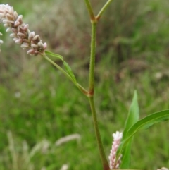 Persicaria lapathifolia (Pale Knotweed) at Fadden, ACT - 28 Jan 2016 by RyuCallaway