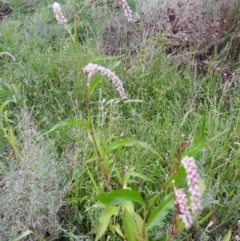 Persicaria lapathifolia at Fadden, ACT - 28 Jan 2016 07:07 PM