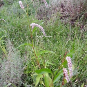 Persicaria lapathifolia at Fadden, ACT - 28 Jan 2016