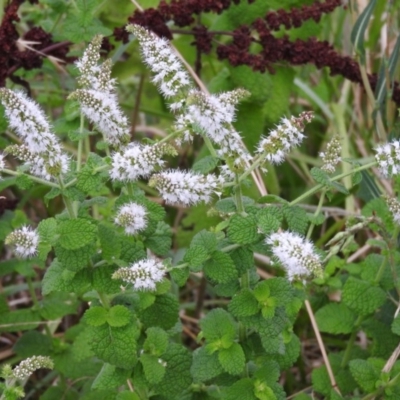 Mentha suaveolens (Apple Mint) at Fadden Hills Pond - 28 Jan 2016 by ArcherCallaway