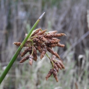 Schoenoplectus tabernaemontani at Fadden, ACT - 28 Jan 2016 07:45 PM