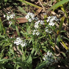 Lobularia maritima (Sweet Alyssum) at Fadden Hills Pond - 7 Jan 2016 by MichaelBedingfield