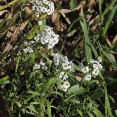 Lobularia maritima at Fadden, ACT - 7 Jan 2016