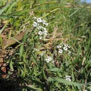 Lobularia maritima at Fadden, ACT - 7 Jan 2016