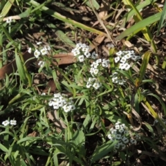 Lobularia maritima at Fadden, ACT - 7 Jan 2016 06:22 PM