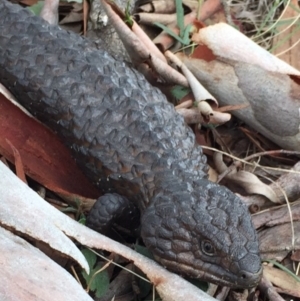 Tiliqua rugosa at Bungendore, NSW - 30 Jan 2016