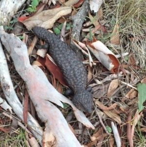 Tiliqua rugosa at Bungendore, NSW - 30 Jan 2016