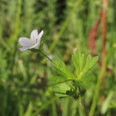 Geranium sp. Pleated sepals (D.E.Albrecht 4707) Vic. Herbarium at Fadden Hills Pond - 7 Jan 2016 by michaelb