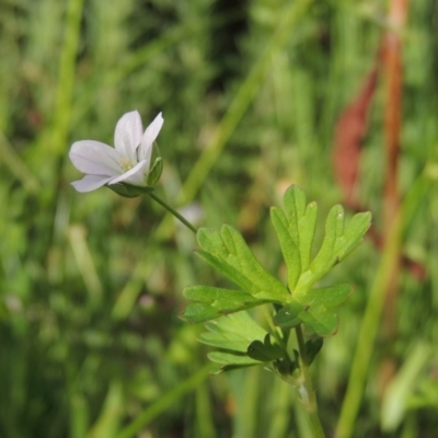 Geranium sp. Pleated sepals (D.E.Albrecht 4707) Vic. Herbarium at Fadden, ACT - 7 Jan 2016 by michaelb