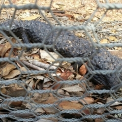 Tiliqua rugosa (Shingleback Lizard) at Yerrabi Pond - 30 Jan 2016 by lemurgirl70