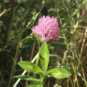 Trifolium fragiferum at Fadden, ACT - 7 Jan 2016 06:27 PM