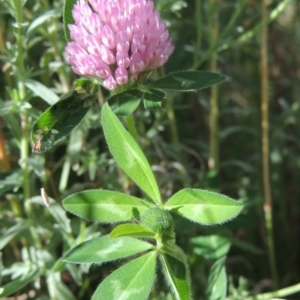 Trifolium fragiferum at Fadden, ACT - 7 Jan 2016 06:27 PM