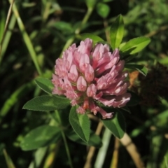 Trifolium fragiferum at Fadden, ACT - 7 Jan 2016 06:27 PM