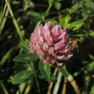 Trifolium fragiferum at Fadden, ACT - 7 Jan 2016