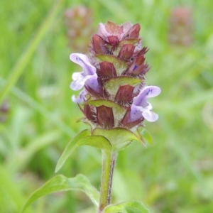 Prunella vulgaris at Fadden, ACT - 7 Jan 2016 06:35 PM