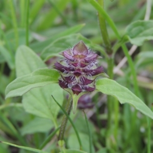 Prunella vulgaris at Fadden, ACT - 7 Jan 2016 06:35 PM