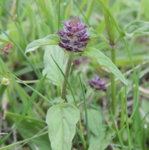 Prunella vulgaris at Fadden, ACT - 7 Jan 2016 06:35 PM