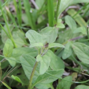 Prunella vulgaris at Fadden, ACT - 7 Jan 2016 06:35 PM