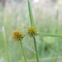 Cyperus sphaeroideus (Scented Sedge) at Fadden, ACT - 7 Jan 2016 by michaelb